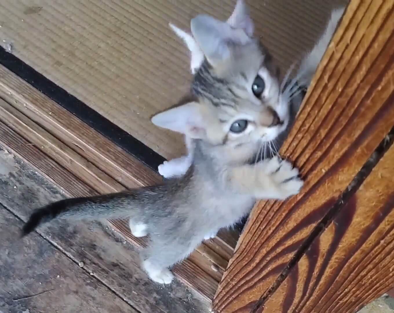 駆け寄って挨拶する可愛いキジ子ちゃん