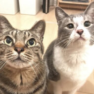 ちびらいおんずはうす