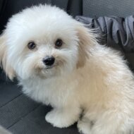 あん