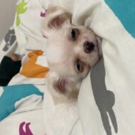 ぽにょりん
