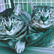 大垣猫