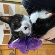 オレンジ猫