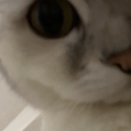 ココ