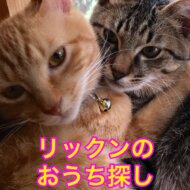 リックンのおうち探し