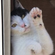 neko76