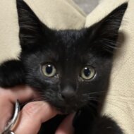 猫の幼稚園