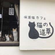 保護猫カフェ猫の道草